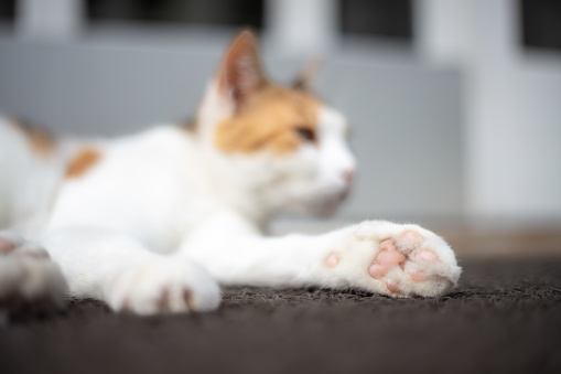 Stray cat lies on doormat.