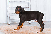 A Doberman puppy stands on a fur rug on a light background