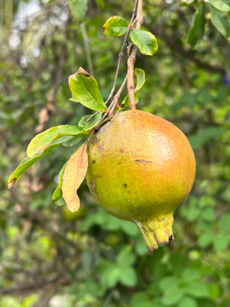 istock pomegranate on a tree branch in the garden 1659152322