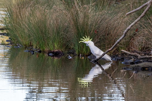 Sulphur-crested Cockatoo (Cacatua galerita) with raised crest, perched on a fallen tree branch ready to drink from the lake with beautiful reflection on the still water, at the Duck Pond, Centennial Park, Sydney, Australia.