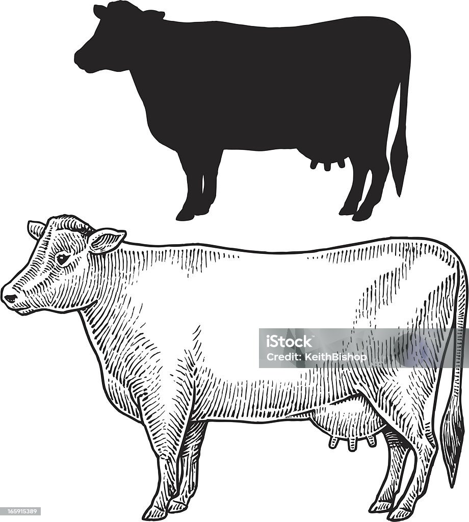 Dairy Cow - Farm Animal, Livestock Dairy Cow - Farm Animal, livestock. Pen and ink and silhouette style illustrations of a dairy cow. Layered. Check out my "Vectors Animals & Insects" light box for more. Cow stock vector