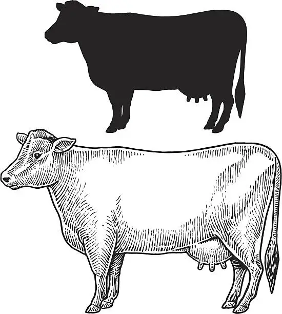 Vector illustration of Dairy Cow - Farm Animal, Livestock