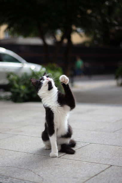 Playful stray cat is jumping on the street.