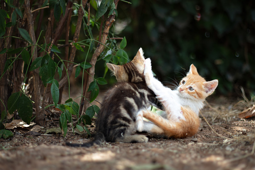 Playful stray kittens are playing each other on the street.