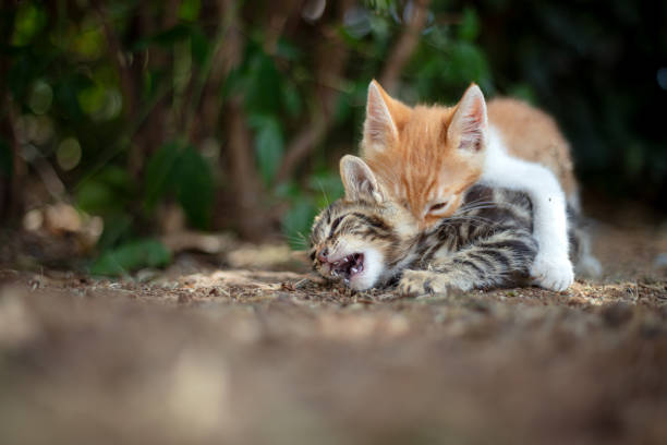 istock Little stray kittens are playing on the street. 1659156749