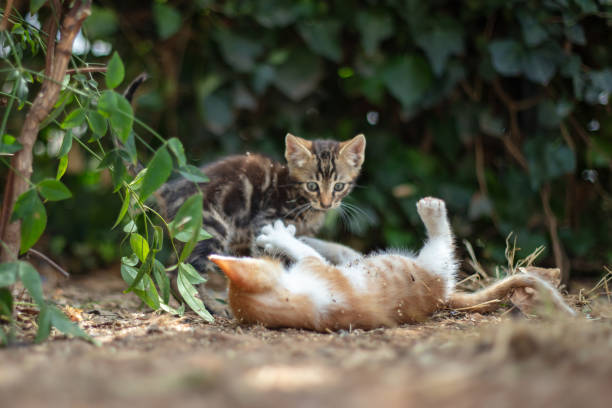 istock Little stray kittens are playing on the street. 1659156752