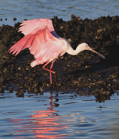roseate spoonbill - Platalea ajaja - is a gregarious wading bird of the ibis and spoonbill family, Threskiornithidae. Landing in shallow water to forage for crustaceans and food