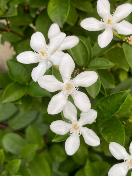 istock Wrightia antidysenterica flower in nature garden 1659164510