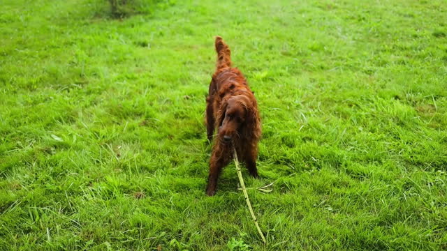 Happy dog Irish Setter playing with wooden stick close up hand man outdoor at park mammal animal outside pedigree pet