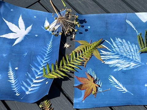 Cyanotype sun prints with leaves from the garden