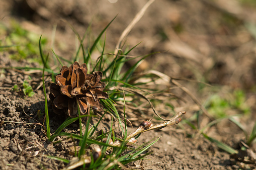 Brown pine cone on the ground with green grass and blurred background