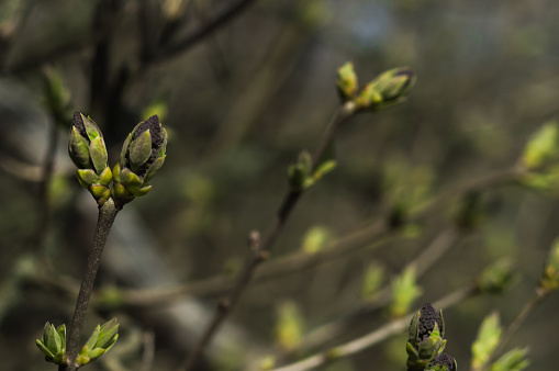 First green leaves on branch of tree. Lilac buds closeup with bokeh. Photo of new life. Photo for Earth Day in 22 April.