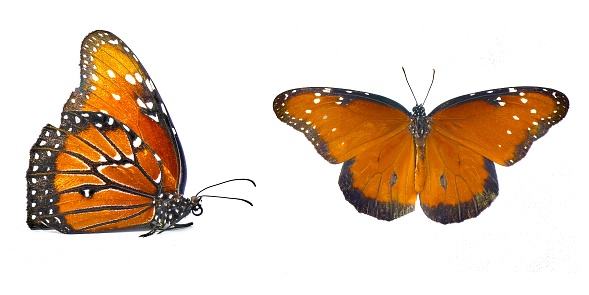 Adult queen butterfly - Danaus gilippus - orange, black stripes and white dots or spots with copy space isolated on white background two views