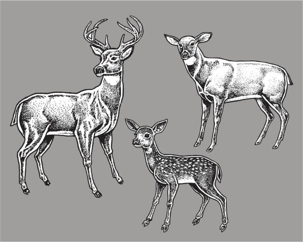 Pen and ink illustration of a Deer Family - Wild Animals, Buck, Doe, Fawn. Check out my 