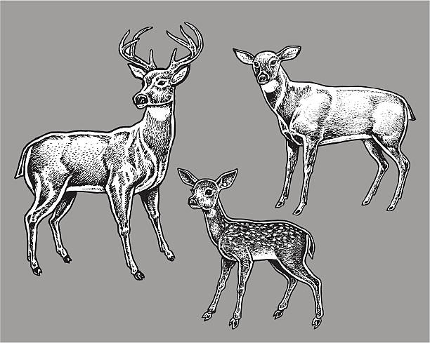 Deer Family - Wild Animals, Buck, Doe, Fawn Pen and ink illustration of a Deer Family - Wild Animals, Buck, Doe, Fawn. Check out my "Vectors Animals & Insects" light box for more. doe stock illustrations