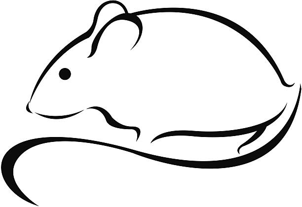 ilustrações, clipart, desenhos animados e ícones de simples mouse - mouse computer mouse pets white background