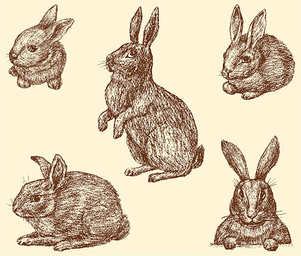 5,300+ Fluffy Bunnies Drawing Stock Photos, Pictures & Royalty-Free ...