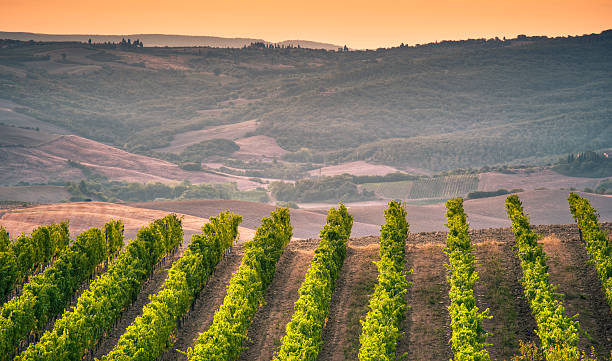 vignoble sur les collines de la toscane au lever du soleil, montalcino - montalcino photos et images de collection