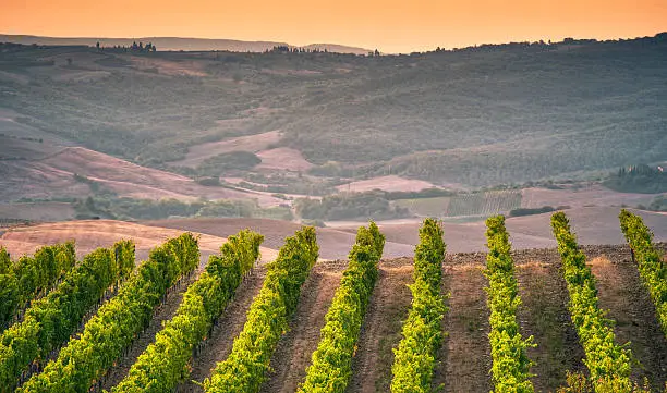 Vineyard of vine on Tuscany hill at sunrise against an orange mist sky. Montalcino, Italy. 