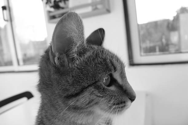 Beautiful point of view of my cat starring at the other cats