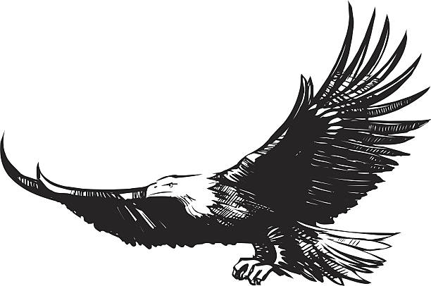 Eagle n flight Big eagle in flight cerne abbas giant stock illustrations