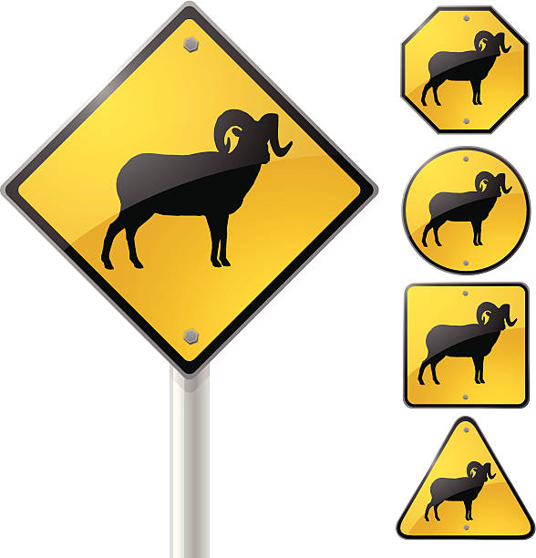 ilustraciones, imágenes clip art, dibujos animados e iconos de stock de big horn ovejas señal - bighorn sheep