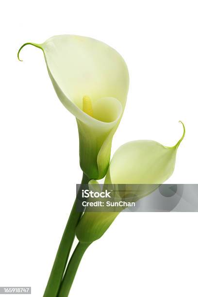Weiße Callalilien Stockfoto und mehr Bilder von Sumpfkalla - Sumpfkalla, Lilien, Weiß