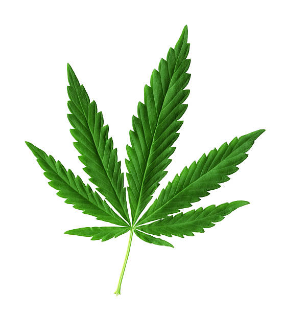 Hemp (cannabis) Green Marijuana Leaf. Isolated on white background. weed leaf stock pictures, royalty-free photos & images