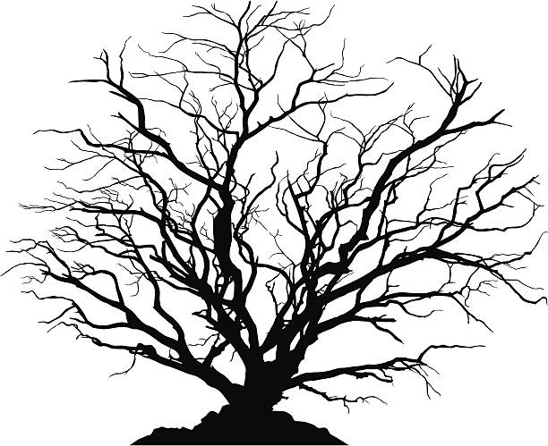 Detailed silhouette of a round deciduous tree with no leaves. Silhouette of a round shaped deciduous tree with no leaves. Ground below can be separated from the tree. bare tree stock illustrations