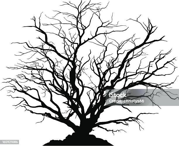 Detailed Silhouette Of A Round Deciduous Tree With No Leaves Stock Illustration - Download Image Now