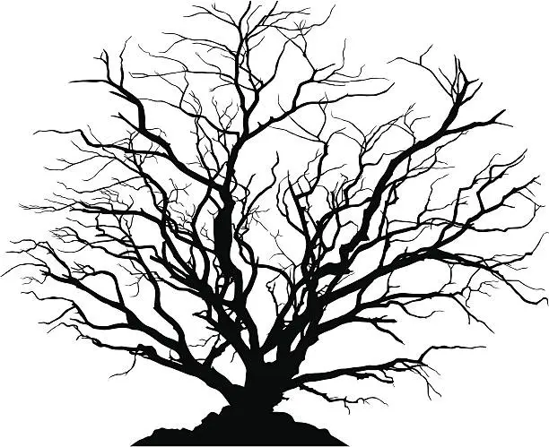 Vector illustration of Detailed silhouette of a round deciduous tree with no leaves.