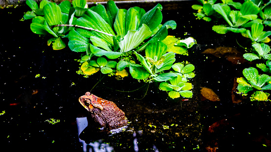 beautiful frog on the water
