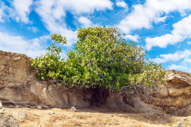 figuier sur le rocher - beautiful tree day rock photos et images de collection