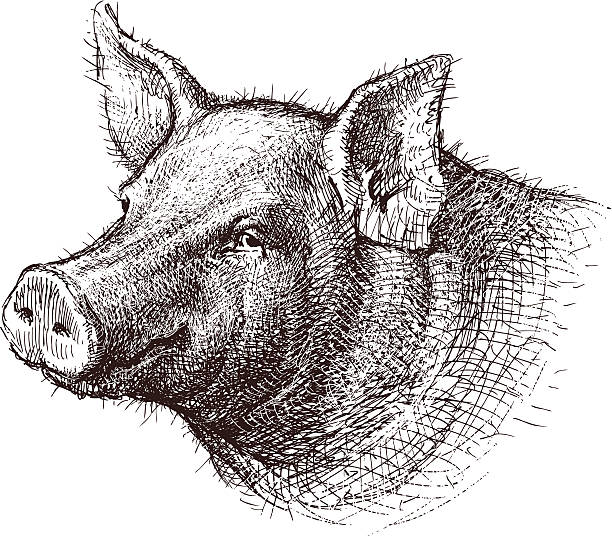 Pig The vector drawing of a head of a pig. snout stock illustrations