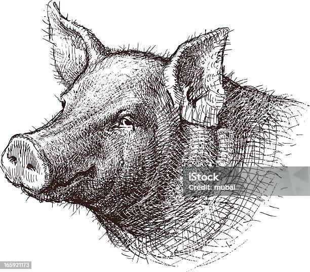 Pig Stock Illustration - Download Image Now - Pig, Illustration, Animal Head