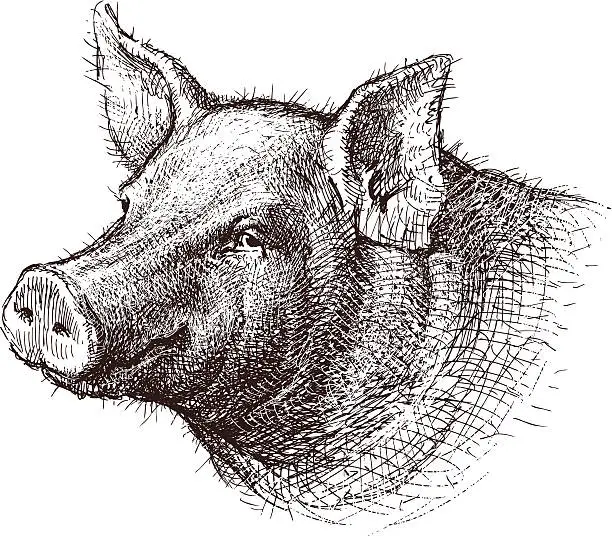 Vector illustration of Pig