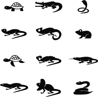 Vector File of Reptile Icon Set