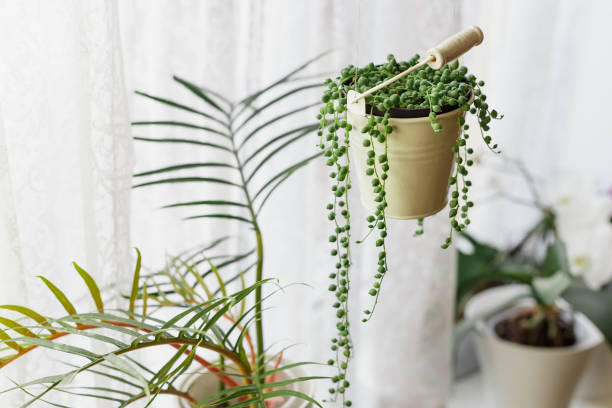 istock Senecio Rowleyanus Plant in a White Hanging Pot 1659222277