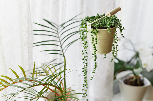 Senecio Rowleyanus House Plant in a White Hanging Bucket Pot. String of Pearls Plant at the Window.