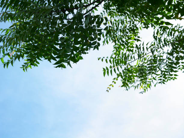 istock Green Leaves against the Sky 1659226765