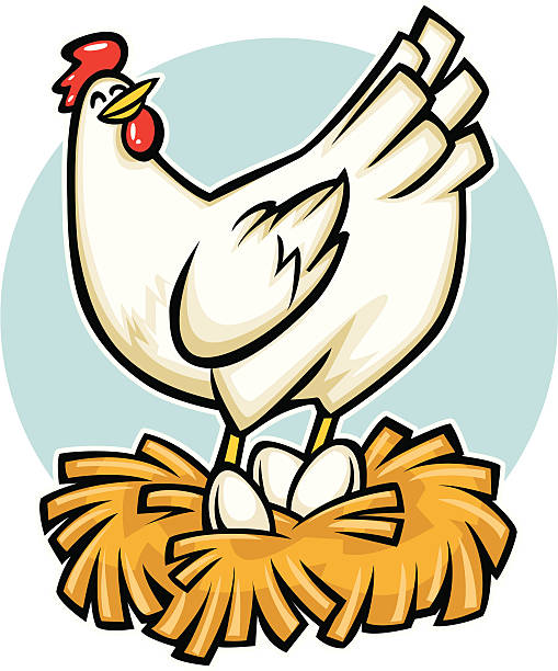 illustrazioni stock, clip art, cartoni animati e icone di tendenza di fumetto di gallina - deporre le uova