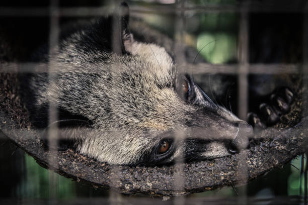 istock Luwak (civet cat) resting at the cage 1659230807