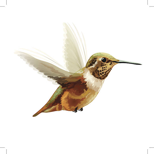 ilustrações de stock, clip art, desenhos animados e ícones de ilustração vetorial: calypte anna - bird hummingbird flying annas hummingbird