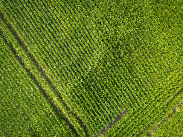 vue de haut en bas du maïs qui sera bientôt récolté sur les cultures en épis vues en rangées dans une ferme d’east anglia, au royaume-uni. - tractor farm uk agriculture photos et images de collection