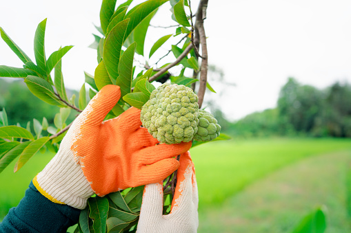 In the orchard, a farmer wearing gloves carefully harvests custard apples, showcasing the agricultural process.