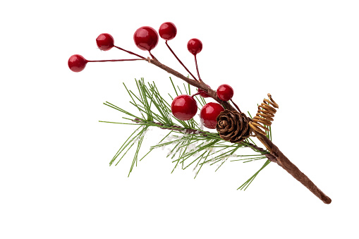 Fir branch, with branches of red berries and snow isolated. christmas tree.Christmas green spruce branch. green fir tree branch, isolated on a white background