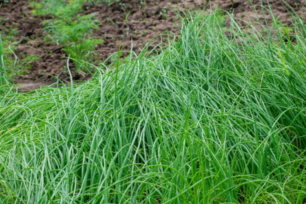 istock Green onions growing in the garden, spring vegetables 1659236579