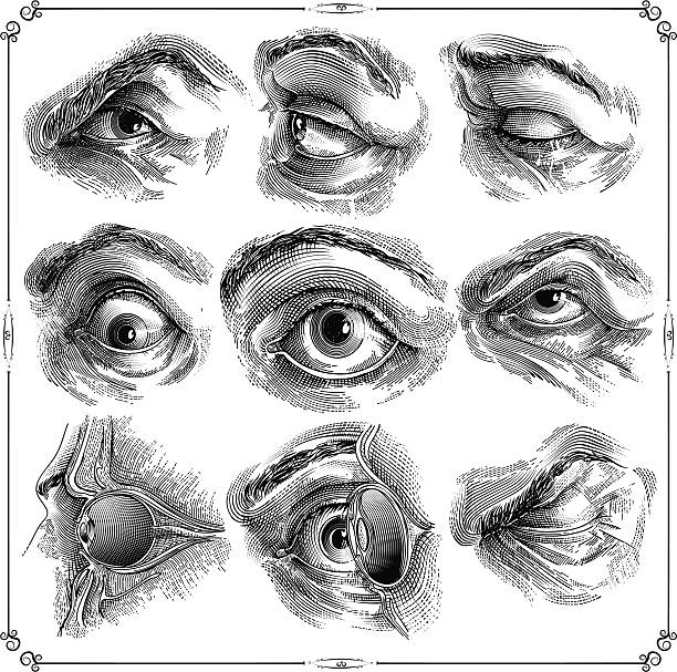 Human eyes Human eyes collection monoprint stock illustrations