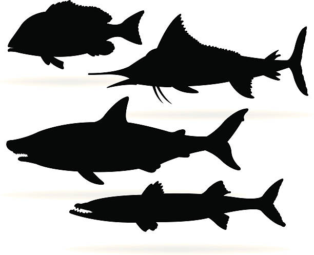 illustrations, cliparts, dessins animés et icônes de poisson de mer-requin, marlin, barracuda, du vivaneau - barracuda