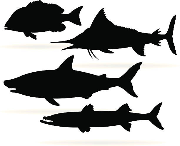 illustrazioni stock, clip art, cartoni animati e icone di tendenza di pesce di mare e squali, marlin, snapper, barracuda - barracuda